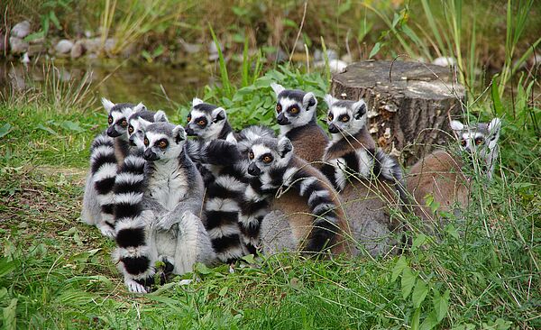 Zoo_Augsburg_FB_VA.jpg