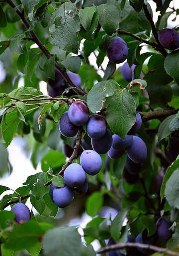 Zwetschgen an einem Obstbaum