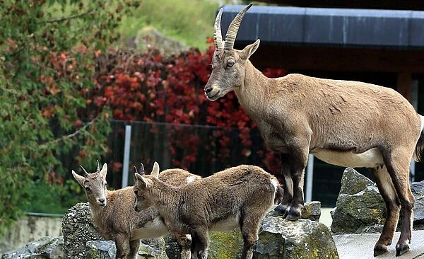Drei Ziegenböcke auf einer Felswand im Zoo Augsburg