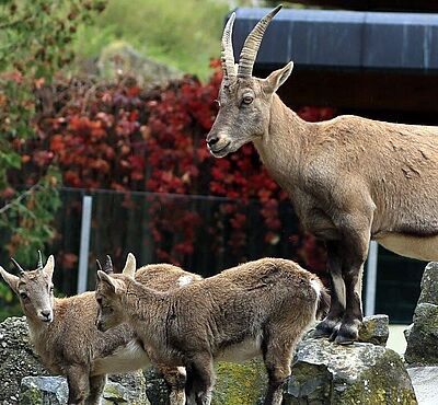 Drei Ziegenböcke auf einer Felswand im Zoo Augsburg